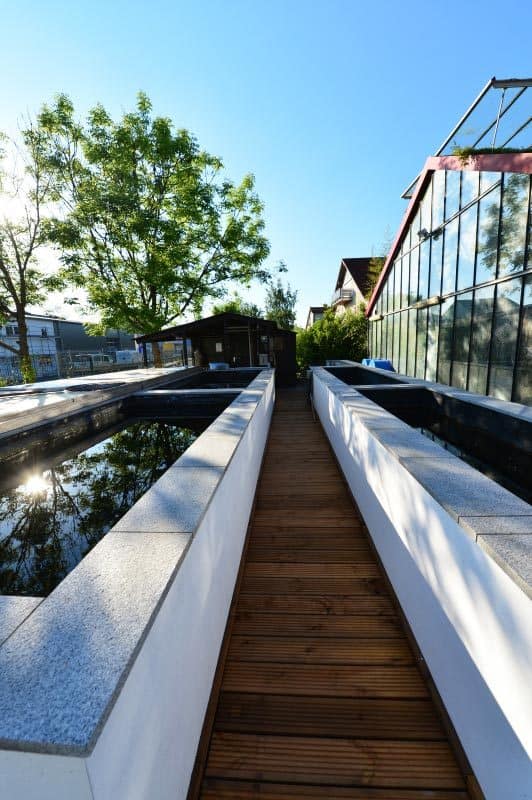Koi Anderas Aussenbecken