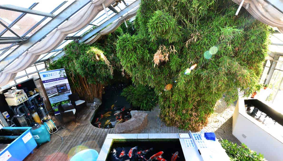 Koi Anderas Showteich