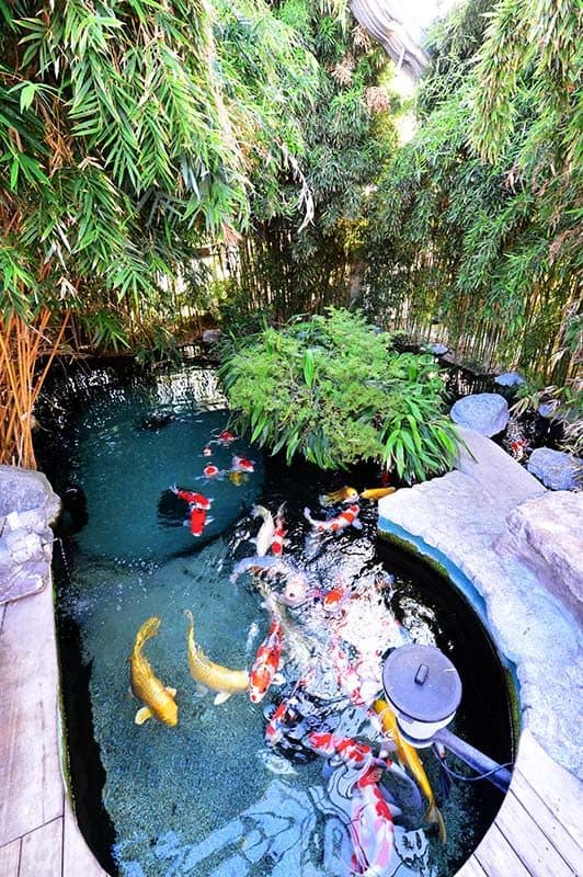 Koi Anderas Showteich