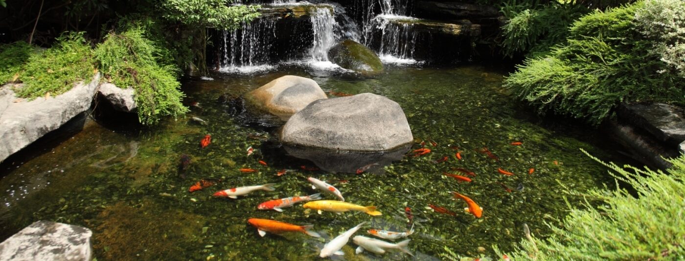 Viele Koi im Teich