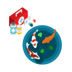 Koi-Gesundheit